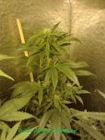 Bild von CannabellaSeedClub (Iced Pineapple)