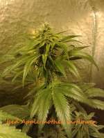 Bild von CannabellaSeedClub (Iced Pineapple)