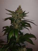 Bild von CannabellaSeedClub (Iced Pineapple)