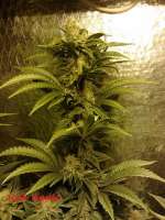 Bild von CannabellaSeedClub (Iced Pineapple)