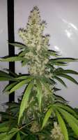 Bild von CannabellaSeedClub (Pineapple Gold)