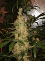 Bild von CannabellaSeedClub (Pineapple Gold)