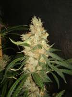 Bild von CannabellaSeedClub (Pineapple Gold)