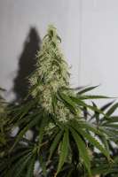 Cannabella Genetics Pineapple Haze - ein Foto von CAnnabellaSeedClub