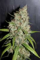 Bild von Silas (Sour Amnesia Haze)