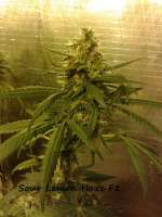 Bild von CannabellaSeedClub (Sour Lemon Haze)