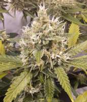 Bild von silas (Sour Lemon Haze)