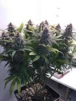 Cannabella Genetics Strawberry Cream Pie - ein Foto von DasBo