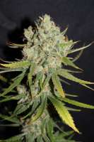 Bild von CannabellaSeedClub (Strawberry Cream Pie)