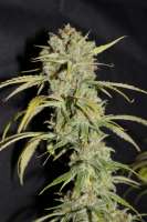 Bild von CannabellaSeedClub (Strawberry Cream Pie)