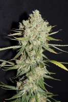 Bild von CannabellaSeedClub (Strawberry Cream Pie)