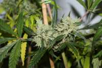 Cannabella Genetics Super Sour Lemon Haze - ein Foto von CAnnabellaSeedClub