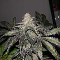 Cannabis Family Seeds Neutron Star - ein Foto von Deezenugs