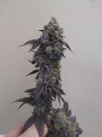 Cannarado Genetics Party Foul - ein Foto von Jeremy710