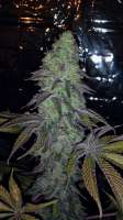 Cannarado Genetics Party Foul - ein Foto von SquallyGrowzit