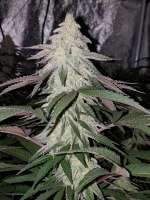 Bild von kannamed (Miracle Alien Cookies)