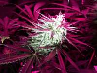 Centennial Seeds Roughneck - ein Foto von Uptown