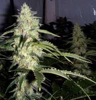 Ceres Seeds Ceres Skunk - ein Foto von FlashGordon