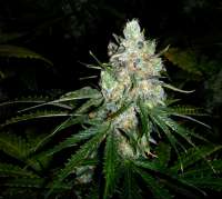 Ceres Seeds Ceres Skunk - ein Foto von FlashGordon