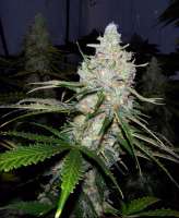 Ceres Seeds Ceres Skunk - ein Foto von FlashGordon