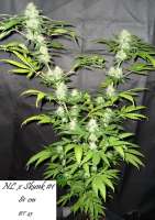 Bild von Mitsuharu (Northern Lights x Skunk Nr1)