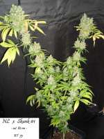 Bild von Mitsuharu (Northern Lights x Skunk Nr1)