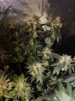 Clone Only Strains Irene OG - ein Foto von Whizkidlabs