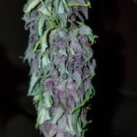 Clone Only Strains Las Vegas Purple Kush - ein Foto von wm420