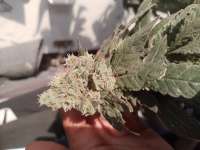 Compound Genetics Jokerz Candy - ein Foto von Dave4200