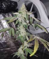 Compound Genetics La Bomba - ein Foto von Aristode