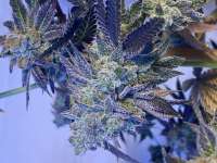 Compound Genetics Mellowz - ein Foto von Frostyshrubbery