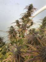 Concrete Jungle Seeds Sunset Sherbert - ein Foto von sasenn