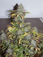 Crazy Diamonds Seed Company Star Runner - ein Foto von 420since1974