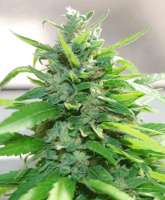 Cream of the Crop Seeds Cream Cheese - ein Foto von SeedMan91