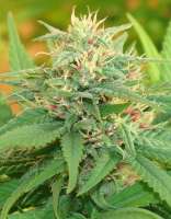 Cream of the Crop Seeds Narcotic Kush - ein Foto von SeedMan91