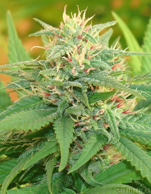 Cream of the Crop Seeds Narcotic Kush