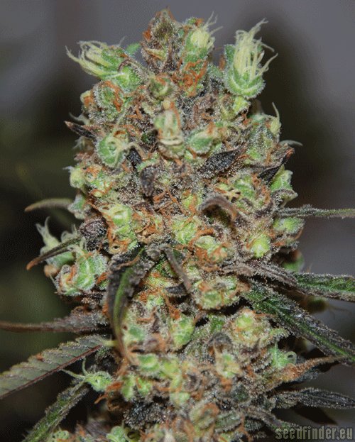 Cream of the Crop Seeds Purple Paralysis