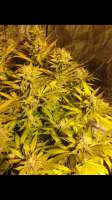 Bild von Nowitzki44 (Kosher Tangie)