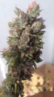 Bild von LemiAten (Kosher Tangie)