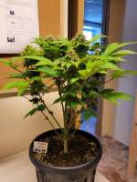 Crop King Seeds Hash Plant - ein Foto von GeorgeCloney