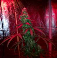 Crop King Seeds Purple Kush - ein Foto von NachoEvans