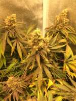 Crop King Seeds White Voodoo - ein Foto von JasonJ