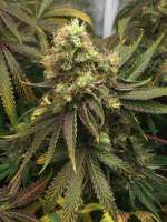 Crop King Seeds White Voodoo - ein Foto von JasonJ