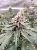 Cult Classics Seeds Unicorn Sherbert - ein Foto von 00BudSpencer00