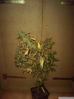 DNA Genetics Seeds Annunaki - ein Foto von Chilla