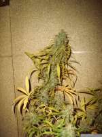 DNA Genetics Seeds Annunaki - ein Foto von Chilla