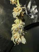 DNA Genetics Seeds Bakers Delight - ein Foto von Jedisurf