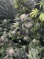 DNA Genetics Seeds Bakers Delight - ein Foto von Jedisurf