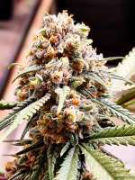 DNA Genetics Seeds Cannalope Haze - ein Foto von Reua4020