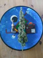 DNA Genetics Seeds Cannalope Haze - ein Foto von Falconresearch